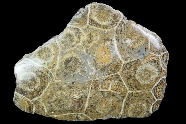 Polished Fossil Coral (Actinocyathus) - Morocco #100633